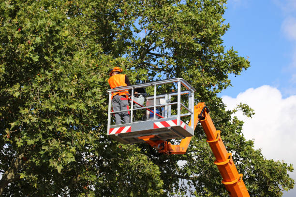 Leaf Removal in Port Wentworth, GA