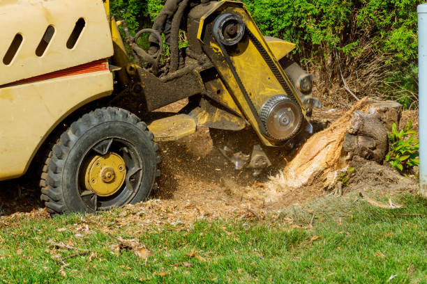 Best Tree and Shrub Care  in Port Wentworth, GA