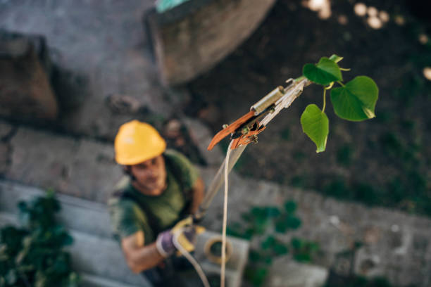 Best Tree Trimming and Pruning  in Port Wentworth, GA