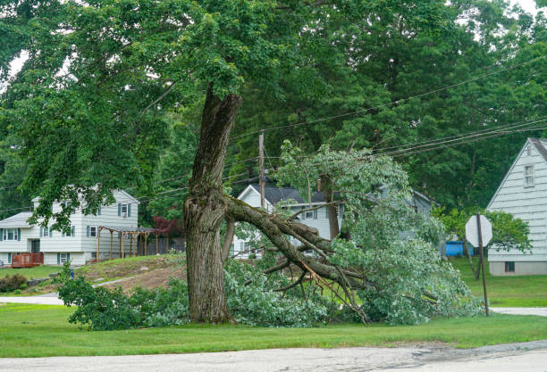 Best Hazardous Tree Removal  in Port Wentworth, GA