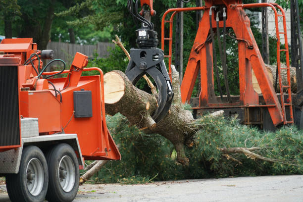 Best Tree Mulching  in Port Wentworth, GA